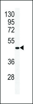 MONOCLONAL ANTI-BETA-ACTIN antibody produced in mouse clone 8H10D10, IgG fraction of antiserum, buffered aqueous solution