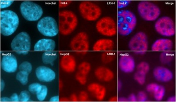 Anti-Liver receptor homolog-1 Antibody, clone 1LRH-2E1 ascites fluid, clone 1LRH-2E1, from mouse