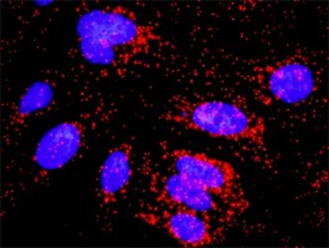 Monoclonal Anti-CASP10 antibody produced in mouse clone 1D8, purified immunoglobulin, buffered aqueous solution