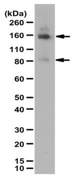 Anti-Angiomotin Antibody from rabbit, purified by affinity chromatography