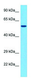 Anti-CLK4 (N-terminal) antibody produced in rabbit affinity isolated antibody