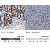 Anti-CANT1 antibody produced in rabbit Prestige Antibodies® Powered by Atlas Antibodies, affinity isolated antibody, buffered aqueous glycerol solution, Ab2