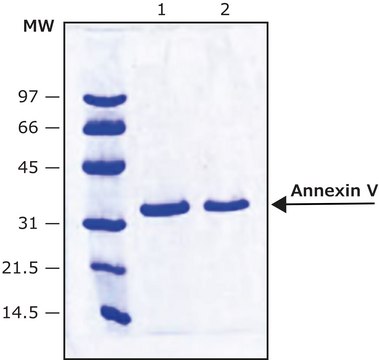 膜联蛋白V 来源于人类胎盘 &#8805;90% (SDS-PAGE), buffered aqueous solution