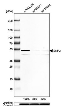 Anti-SKP2 antibody produced in rabbit Prestige Antibodies&#174; Powered by Atlas Antibodies, affinity isolated antibody, buffered aqueous glycerol solution