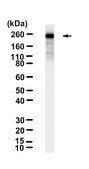 Anti-CUX1 Antibody, clone 1J18 ZooMAb® Rabbit Monoclonal recombinant, expressed in HEK 293 cells