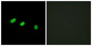 Anti-TRA-2 α antibody produced in rabbit affinity isolated antibody