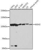 Anti-MSH2 antibody produced in rabbit