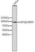 Anti-HIF1β/ARNT antibody produced in rabbit