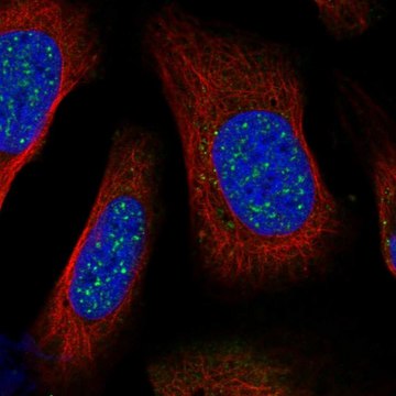 Anti-BARD1 antibody produced in rabbit Prestige Antibodies&#174; Powered by Atlas Antibodies, affinity isolated antibody