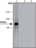 Anti-PMEL antibody, Mouse monoclonal clone PL-19, purified from hybridoma cell culture