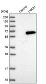 Anti-UGDH antibody produced in rabbit Prestige Antibodies® Powered by Atlas Antibodies, affinity isolated antibody, buffered aqueous glycerol solution