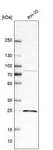 Anti-SIKE1 antibody produced in rabbit affinity isolated antibody, buffered aqueous glycerol solution, Ab2