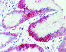 Anti-SLC7A2 antibody produced in rabbit affinity isolated antibody