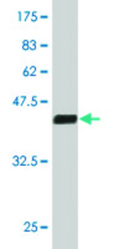 ANTI-MEF2A antibody produced in mouse clone 3H5, purified immunoglobulin, buffered aqueous solution