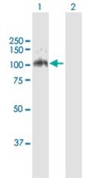 Anti-LDLR antibody produced in mouse purified immunoglobulin, buffered aqueous solution