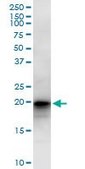 Anti-LZIC antibody produced in mouse IgG fraction of antiserum, buffered aqueous solution