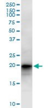 Anti-LZIC antibody produced in mouse IgG fraction of antiserum, buffered aqueous solution