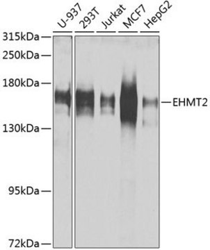 Anti- EHMT2 antibody produced in rabbit