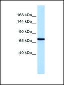 Anti-PCDH15 antibody produced in rabbit affinity isolated antibody