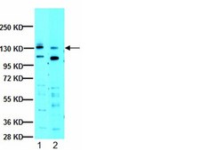 Anti-JAK1 Antibody, clone 73 clone 73, from mouse