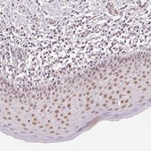 Anti-GRHL3 antibody produced in rabbit Prestige Antibodies® Powered by Atlas Antibodies, affinity isolated antibody