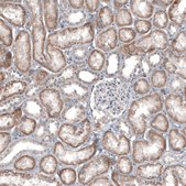 Monoclonal Anti-IL4I1 antibody produced in mouse Prestige Antibodies® Powered by Atlas Antibodies, clone CL9071, purified immunoglobulin, buffered aqueous glycerol solution