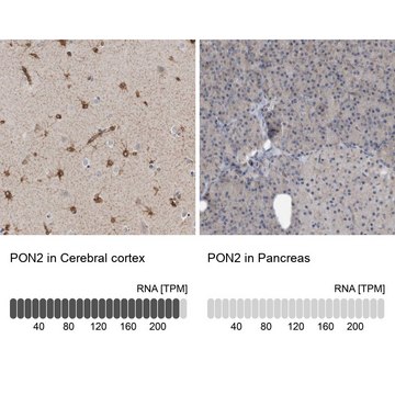 Anti-PON2 antibody produced in rabbit Prestige Antibodies&#174; Powered by Atlas Antibodies, affinity isolated antibody, buffered aqueous glycerol solution