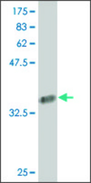 Monoclonal Anti-COL24A1 antibody produced in mouse clone 1D8, purified immunoglobulin, buffered aqueous solution