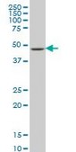 Monoclonal Anti-LHX4 antibody produced in mouse clone 4A11, purified immunoglobulin, buffered aqueous solution