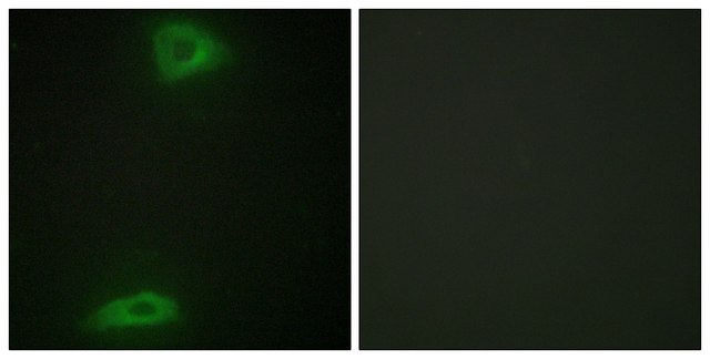 Anti-ERGI3 antibody produced in rabbit affinity isolated antibody