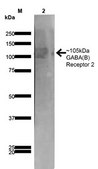 Monoclonal Anti-Ankyrin G - Biotin antibody produced in mouse clone S106-20, purified immunoglobulin