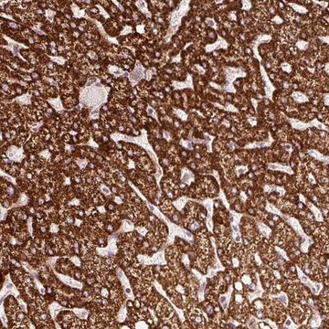 Anti-ISCU antibody produced in rabbit Prestige Antibodies&#174; Powered by Atlas Antibodies, affinity isolated antibody, buffered aqueous glycerol solution