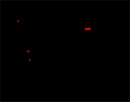 Anti-PANX1 antibody produced in rabbit affinity isolated antibody