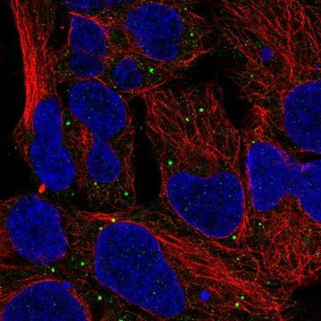 Anti-MTOR antibody produced in rabbit Prestige Antibodies&#174; Powered by Atlas Antibodies, affinity isolated antibody