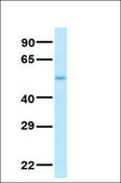 Anti-PAX7 antibody produced in rabbit affinity isolated antibody
