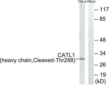 Anti-CATL1 (heavy chain, Cleaved-Thr288) antibody produced in rabbit affinity isolated antibody