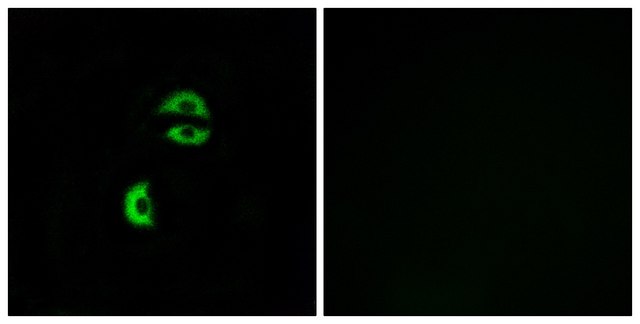 Anti-LDLRAD3 antibody produced in rabbit affinity isolated antibody