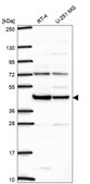 Anti-Ilf2 Antibody Produced In Rabbit Prestige Antibodies® Powered by Atlas Antibodies, affinity isolated antibody, buffered aqueous glycerol solution