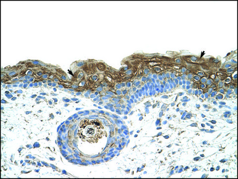 Anti-EIF2A antibody produced in rabbit IgG fraction of antiserum