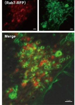 BioTracker&#8482; Green Endocytosis Live Cell Probe