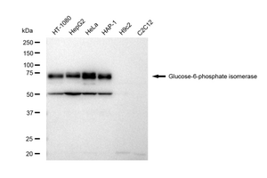 KD-Validated Anti Glucose 6 phosphate isomerase Antibody, clone 23GB5595, Rabbit Monoclonal clone 23GB5595, recombinant rabbit monoclonal, expressed in HEK293 cells
