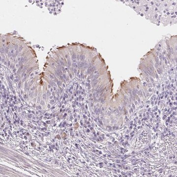 Anti-TEKT1 antibody produced in rabbit Prestige Antibodies&#174; Powered by Atlas Antibodies, affinity isolated antibody, buffered aqueous glycerol solution