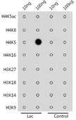 Anti-Lactic acid -Histone H4-K5 antibody produced in rabbit