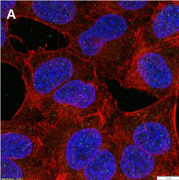 Anti-phospho-c-Fos (Ser32) Antibody, clone 2F15 ZooMAb&#174; Rabbit Monoclonal recombinant, expressed in HEK 293 cells