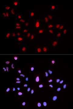 Anti-Phospho-ATM-S1981 antibody produced in rabbit