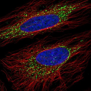 Anti-OSBPL5 antibody produced in rabbit Prestige Antibodies&#174; Powered by Atlas Antibodies, affinity isolated antibody