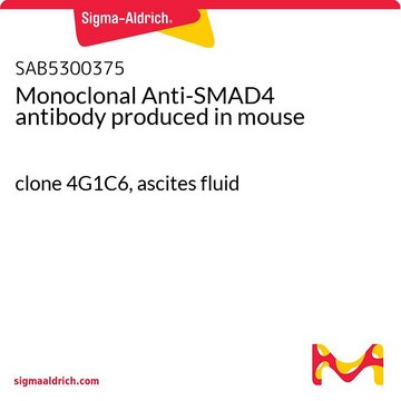 Monoclonal Anti-SMAD4 antibody produced in mouse clone 4G1C6, ascites fluid