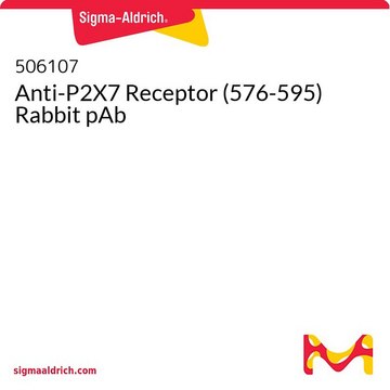 Anti-P2X7 Receptor (576-595) Rabbit pAb