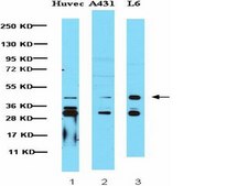 Anti-G Protein Giα 1/2 Antibody from rabbit