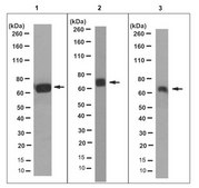 Anti-Glypican-4 Antibody, clone 1C7.2 culture supernatant, clone 1C7.2, from mouse